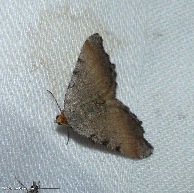 Minor angle moth (Macaria minorata), #6340