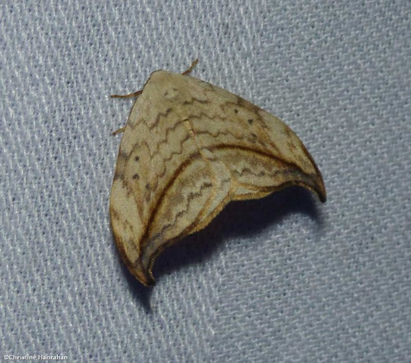Arched hooktip moth  (Drepana arcuata), #6251