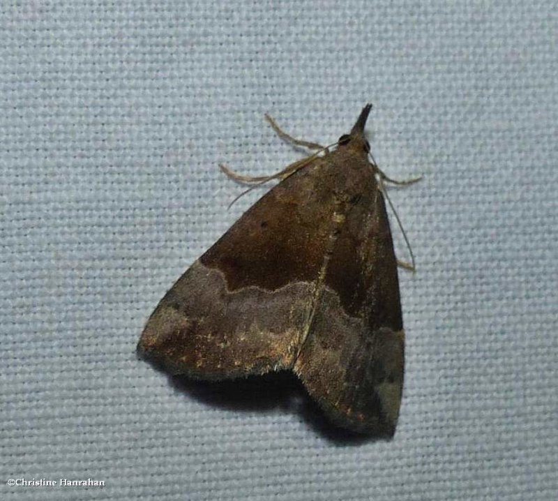 Gray-edged snout moth  (Hypena madefactalis), #8447
