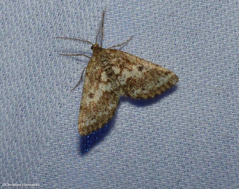 Powdered geometer moth (Eufidonia sp.)