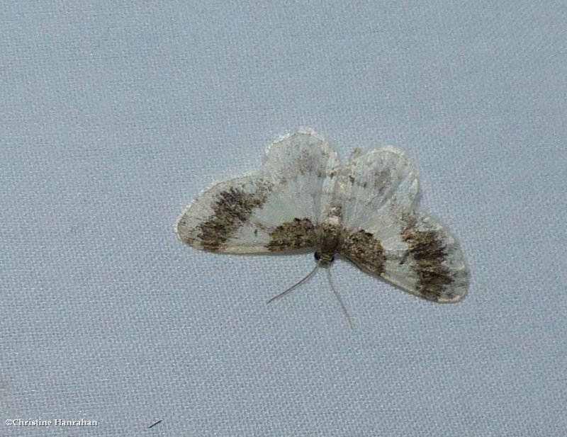 Geometer moth (<em>Hydrelia condensata</em>),  #7420