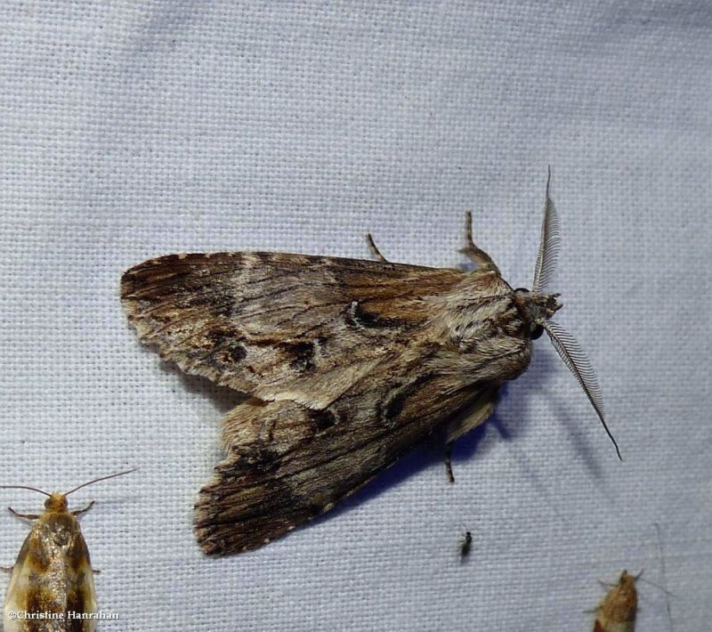 Gray-patched prominent moth  (Dasylophia thyatiroides), #7958