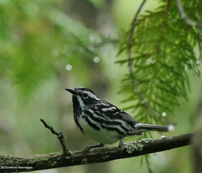 Black-and-white-warbler