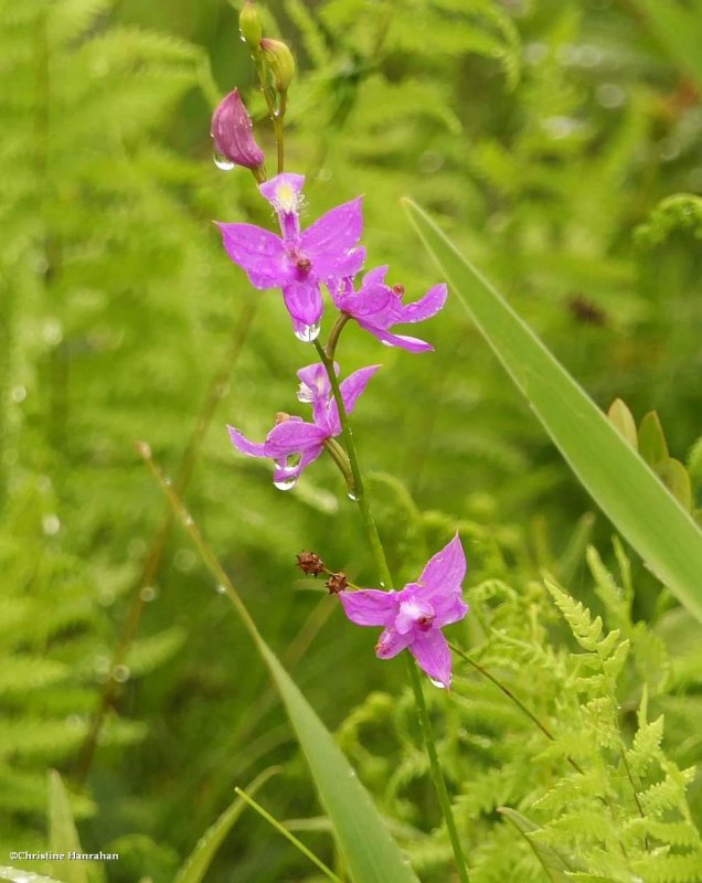 Grasspink orchid (Calopogon tuberosus)