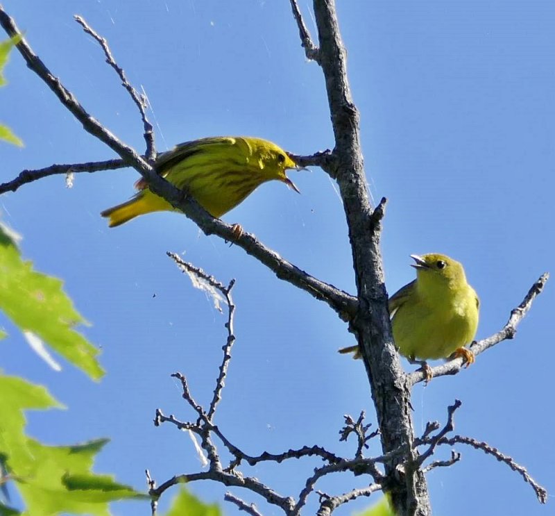 Yellow warblers