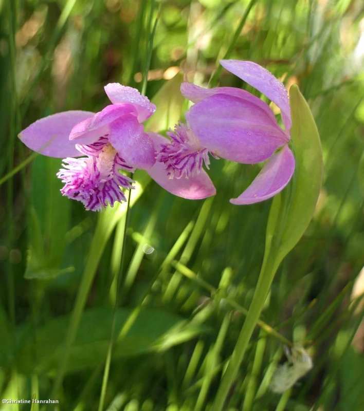 Rose pogonia  (Pogonia ophioglossoides)