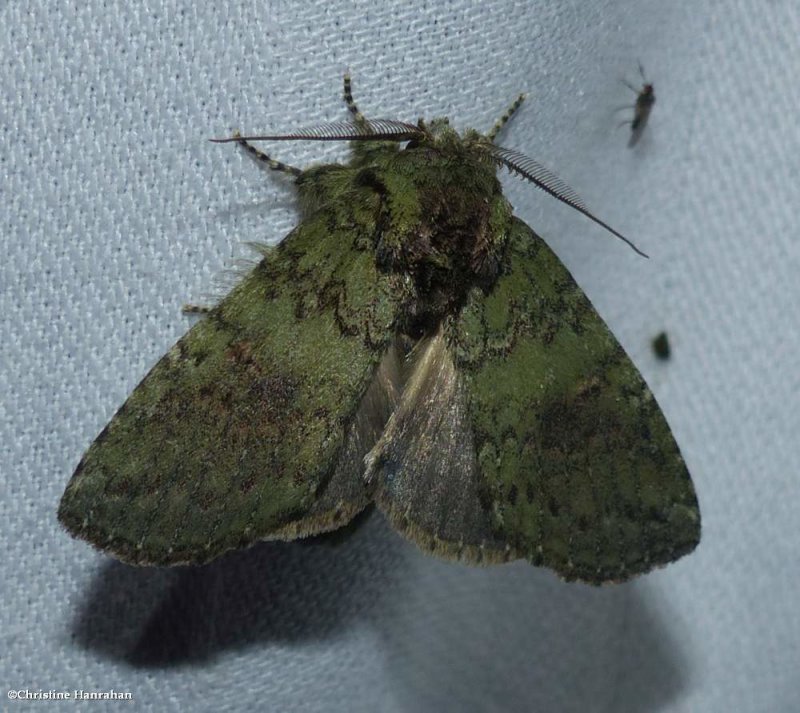 Wavy-lined prominent moth (Heterocampa biundata), #7995