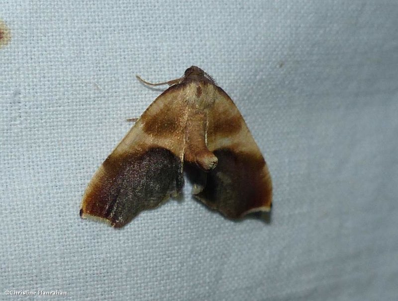 Purple plagodis moth  (<em> Plagodis kuetzingi</em>), #6841