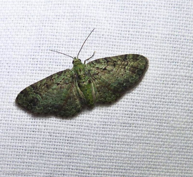 Green pug moth (Pasiphila rectangulata), #7625