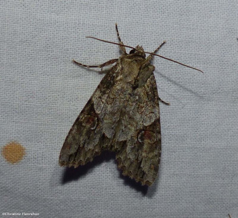 Fluid arches moth (Morrisonia latex), #10291