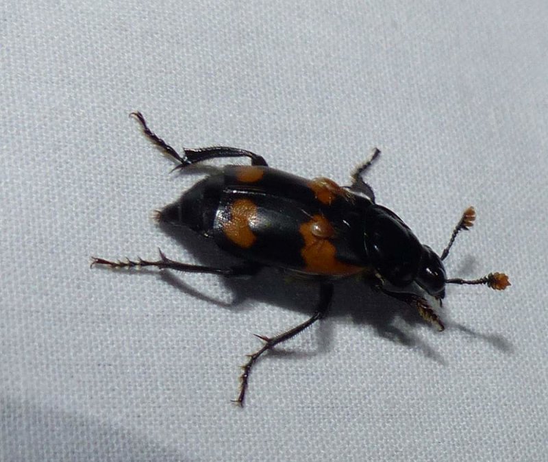 Burying beetle (Nicrophorus sayi)