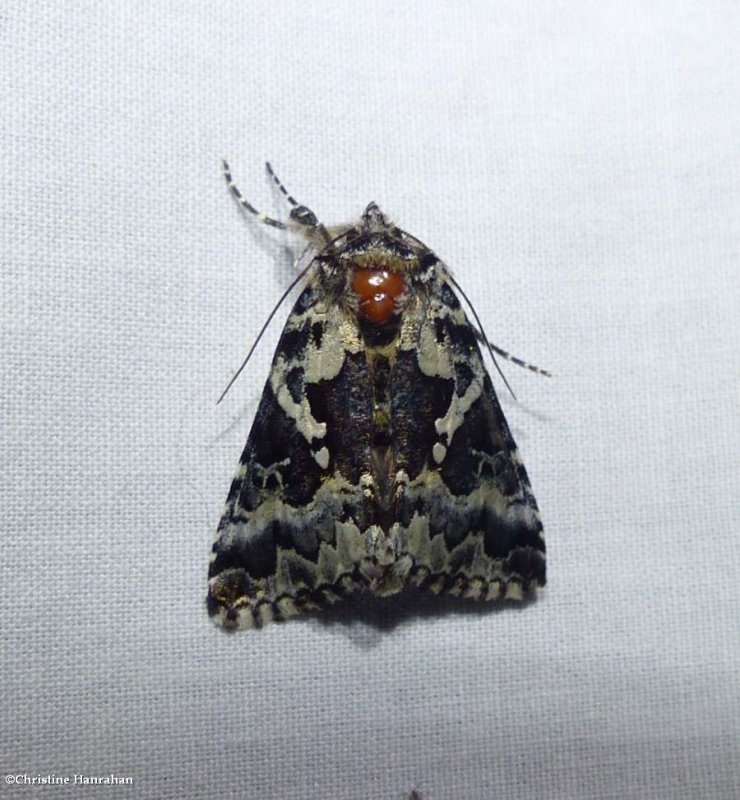 Salt-and-pepper looper moth (Syngrapha rectangula), #8942