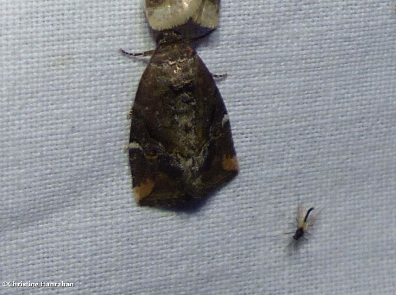 Variegated midget moth (Elaphria versicolor), #9678