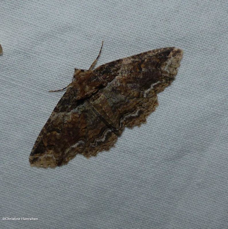 Zale moth (<Em>Zale</em>)