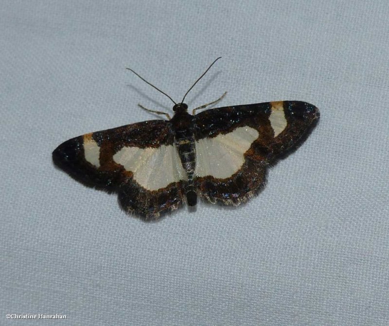 Common spring moth  (Heliomata cycladata), #6261