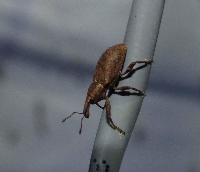 Weevil  (Listronotus sp.)