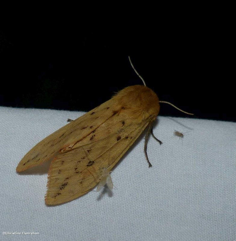 Isabella tiger moth (Pyrrharctia isabella), #8129