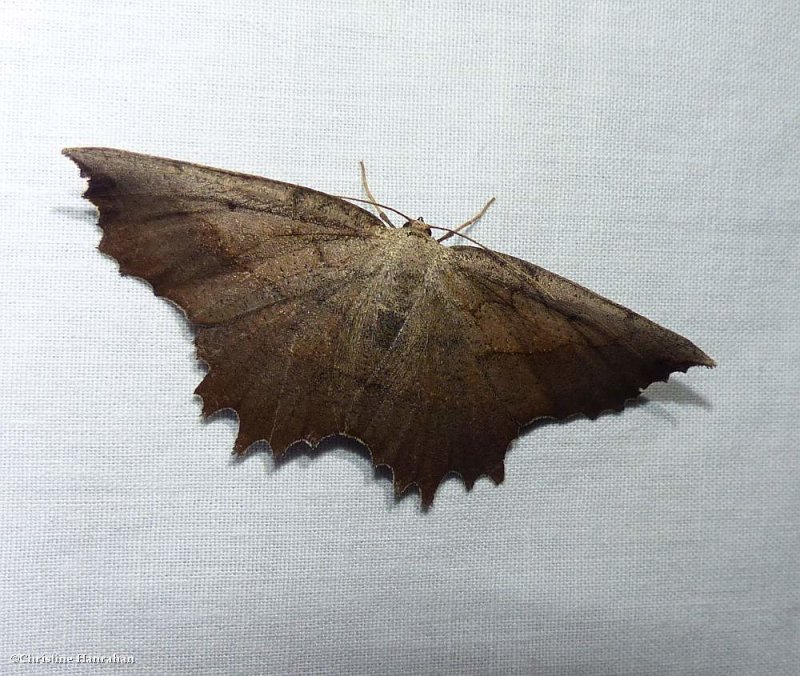 Johnson's euchlaena moth (Euchlaena johnsonaria), #6729