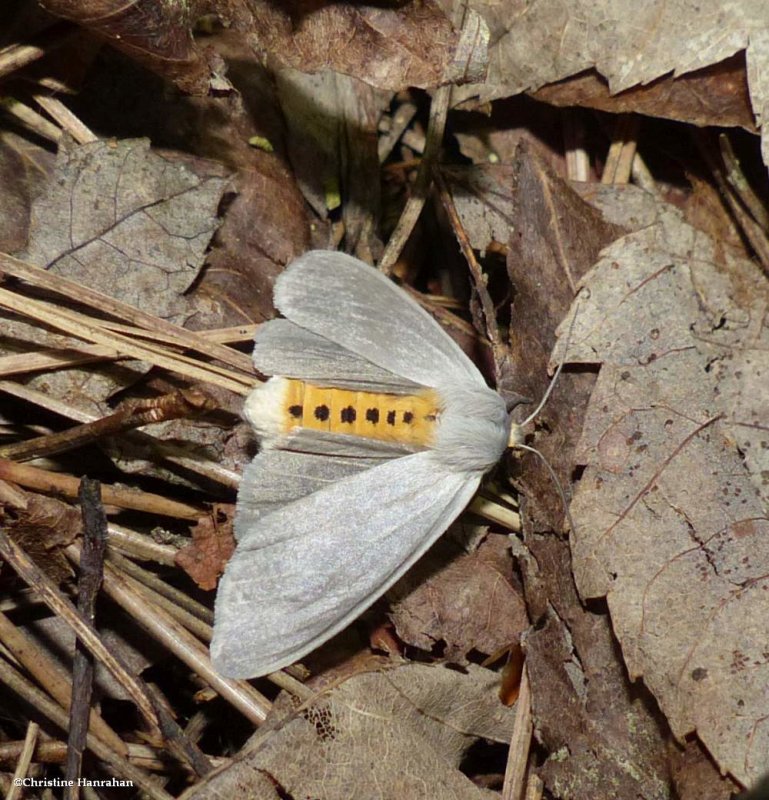 Milkweed tussock moth (<em>Euchaetes egle</em>), #8238