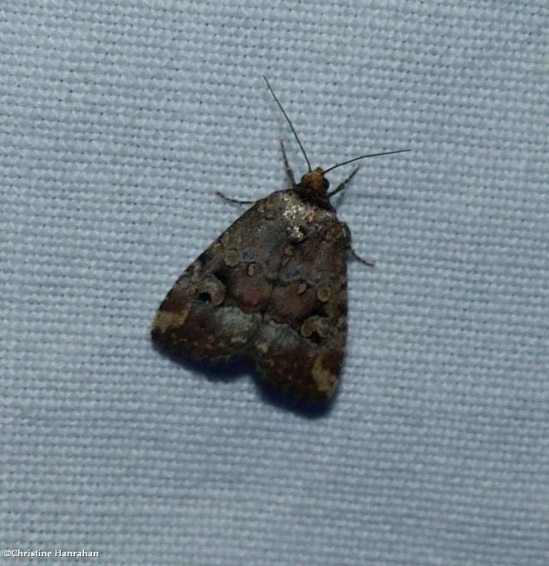 Pale-winged midget moth (Elaphria alapallida), #9681.1
