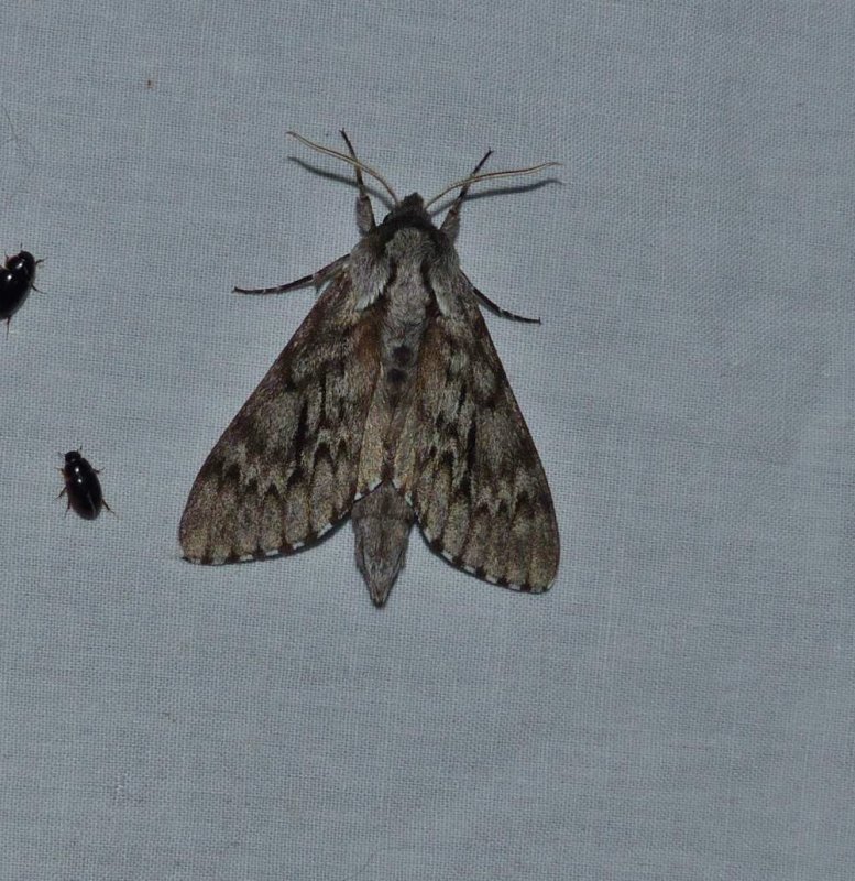 Northern pine sphinx moth (Lapara bombycoides),  #7817