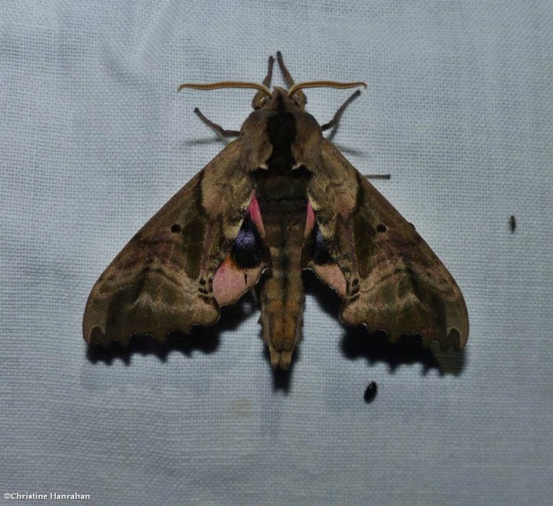 Blinded sphinx moth  (Paonias excaecata), #7824