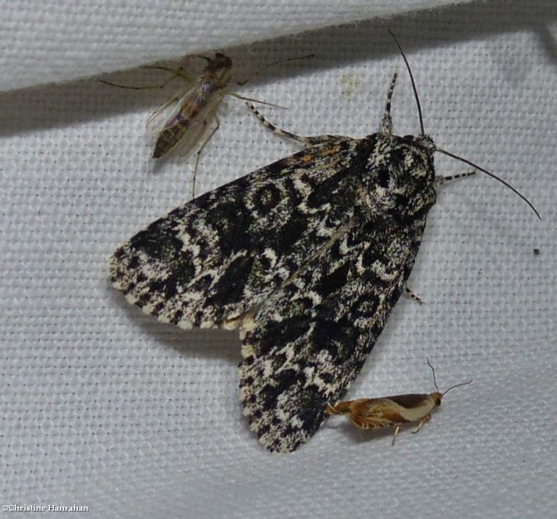 Night-wandering dagger moth (Acronicta noctivaga), #9259