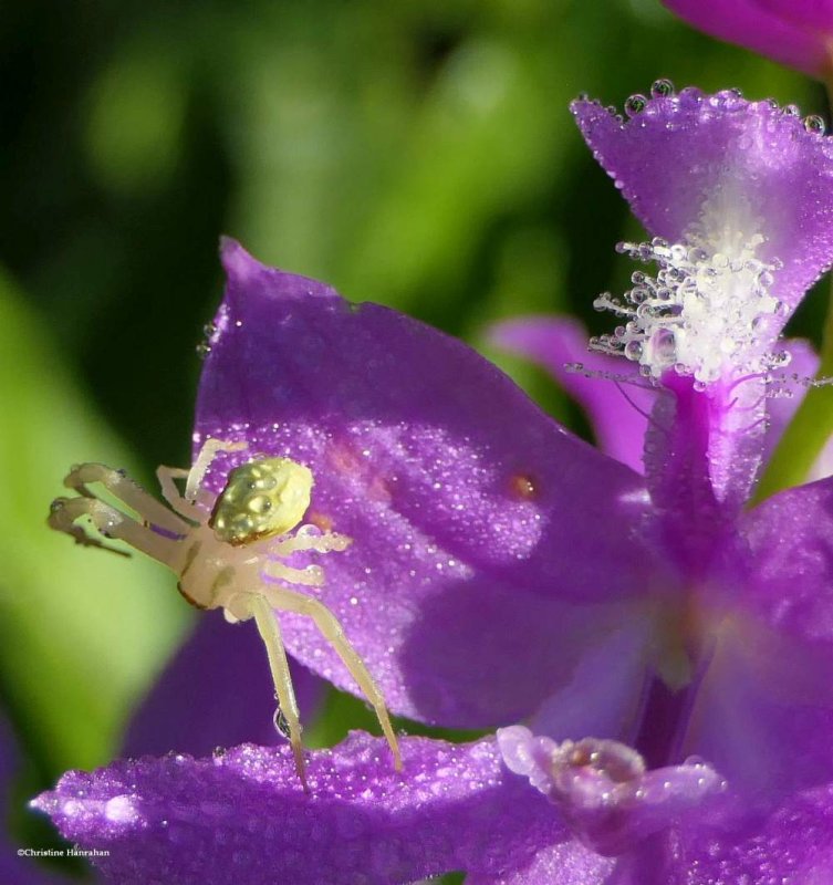Crab spider on orchid (Misumena vatia)