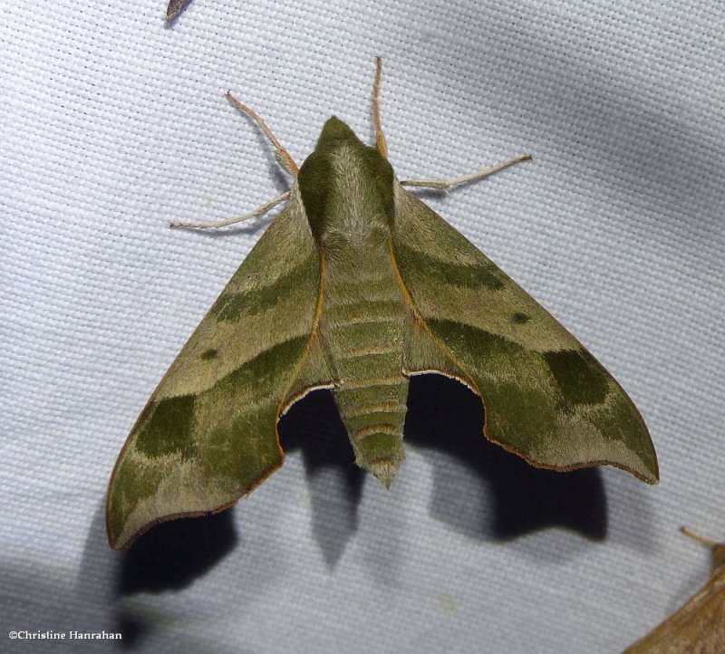Virginia creeper sphinx moth   (Darapsa myron), #7885