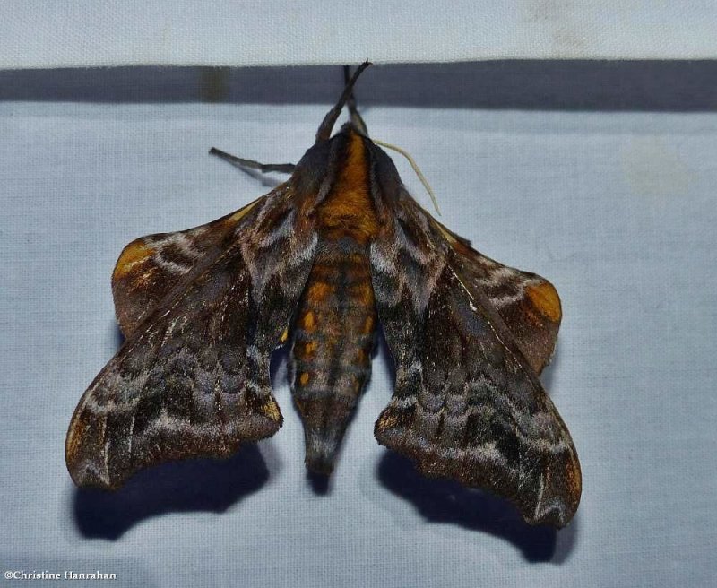 Masham Moths