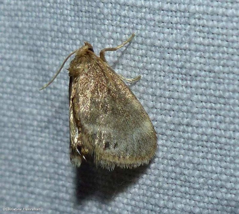 Elegant tailed slug moth  (Packardia elegans), #4661