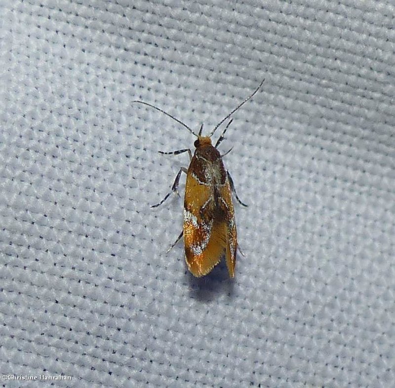 Orange-headed epicallima moth (Epicallima argenticinctella), #1046