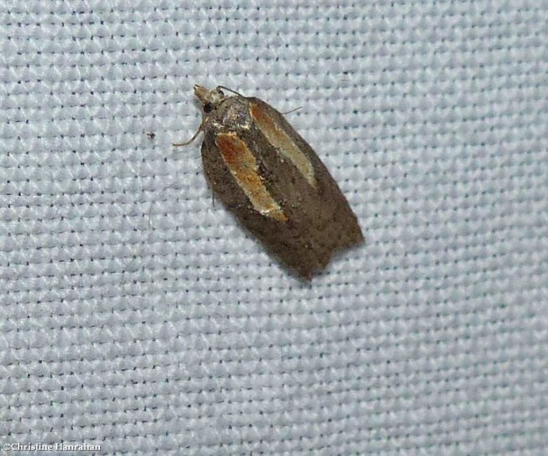 Young's acleris moth  (Acleris youngana), #3550