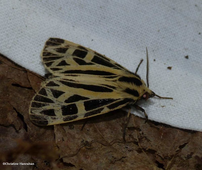 Anna tiger moth (Apantesis anna), #8176