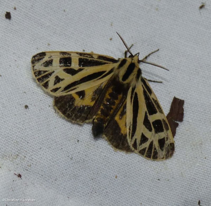 Anna tiger moth (Apantesis anna), #8176
