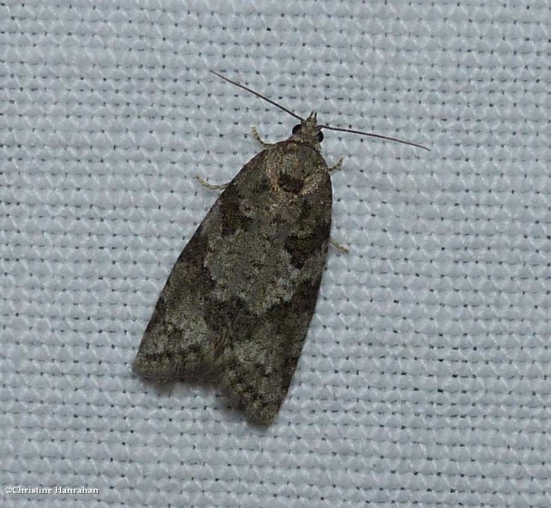 Gray tortrix moth  (Cnephasia stephensiana)