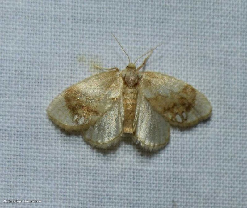 Jewelled tailed slug moth  (Packardia geminata), #4659