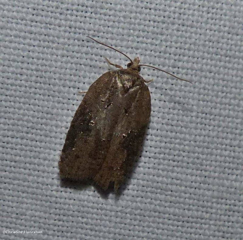 Lesser maple leafroller moth (Acleris chalybeana), #3539