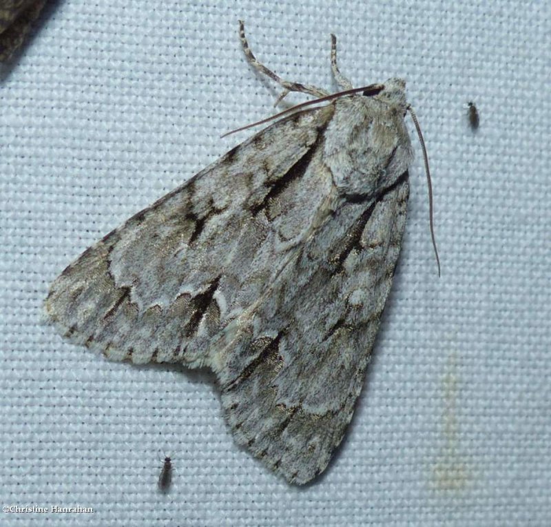 Pleasant dagger moth (Acronicta laetifica), #9229