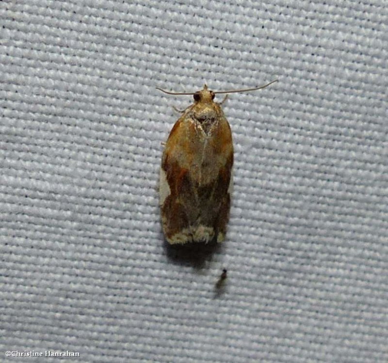 White-triangle tortrix moth (Clepsis persicana), #3682