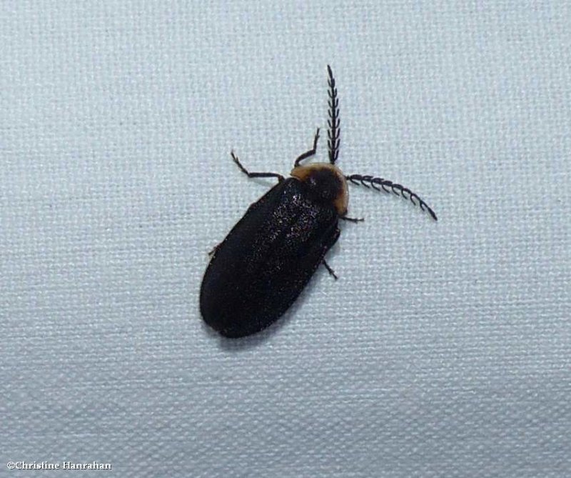 Firefly (Pollaclasis bifaria)