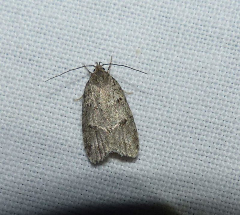 Twirler moth (Bog bibarrambla), #0011