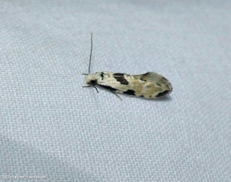 Clothes moth (Nemapogon tylodes), #0274