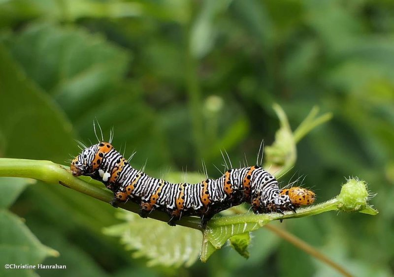 Eight-spotted forester caterpillar (Alypia octomaculata),   #9314