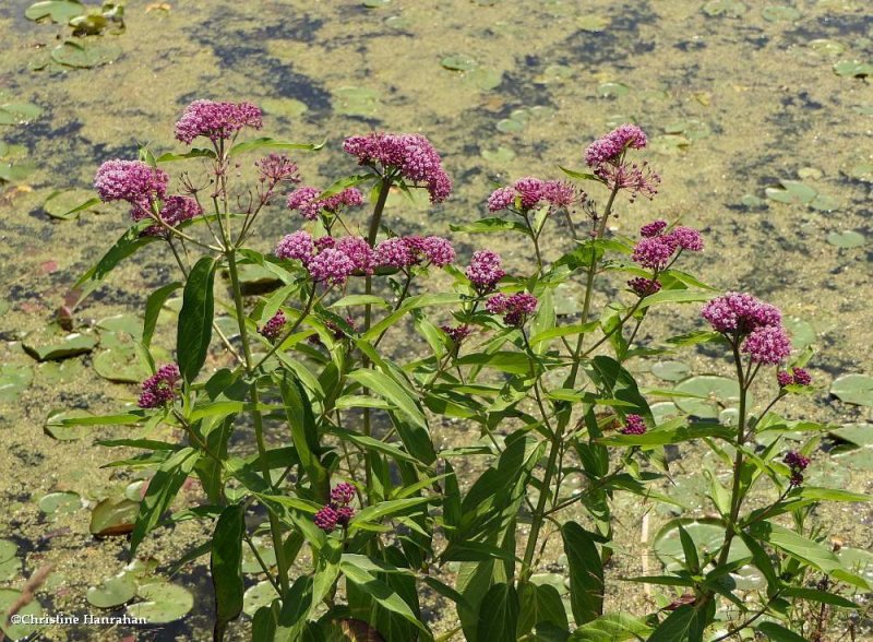 Swamp milkweed