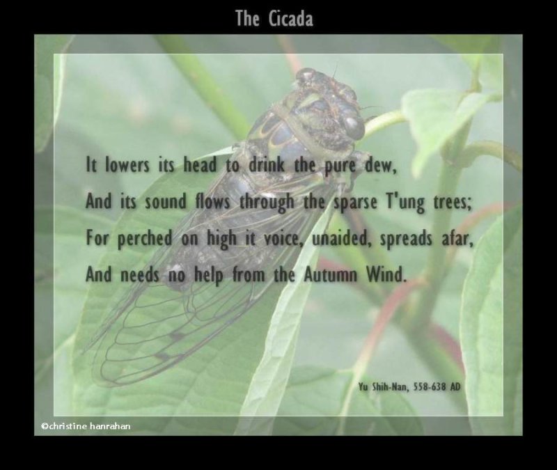 The cicada