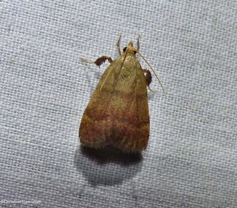 Drab condylolomia moth (Condylolomia participalis), #5571