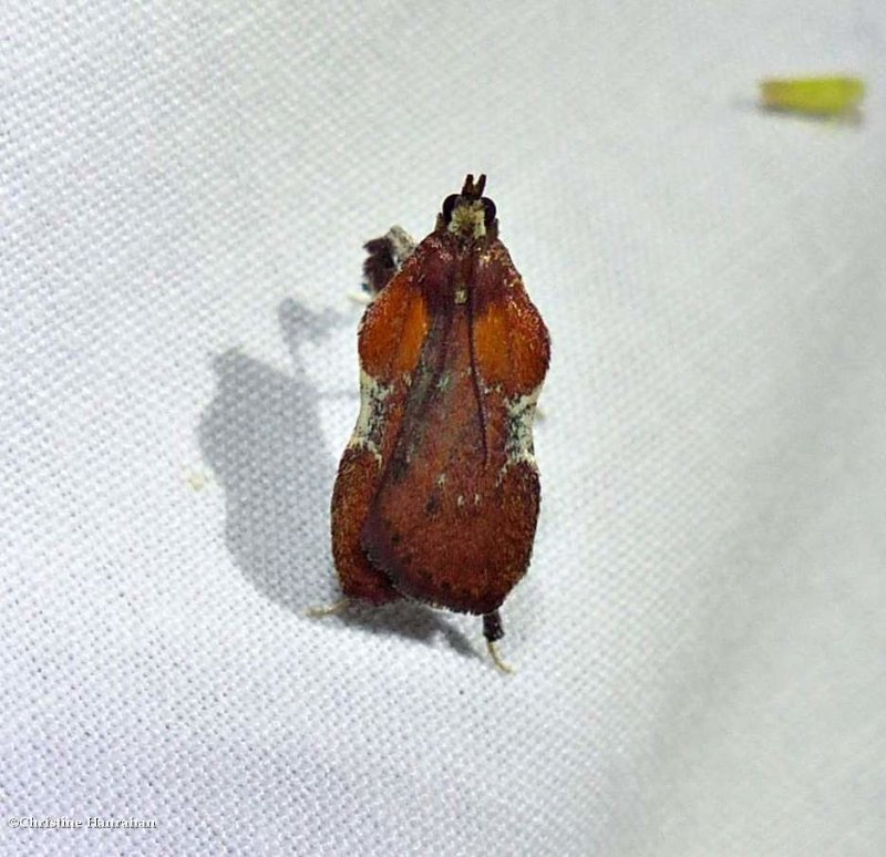 Boxwood leaftier moth  (Galasa nigrinodis), #5552