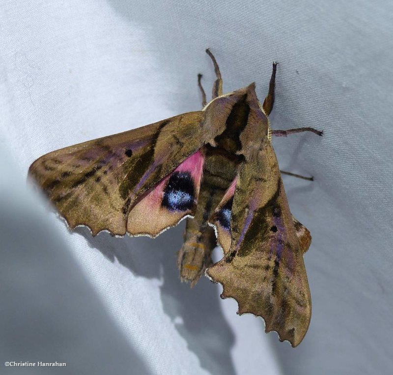 Blinded sphinx moth  (Paonias excaecata), #7824