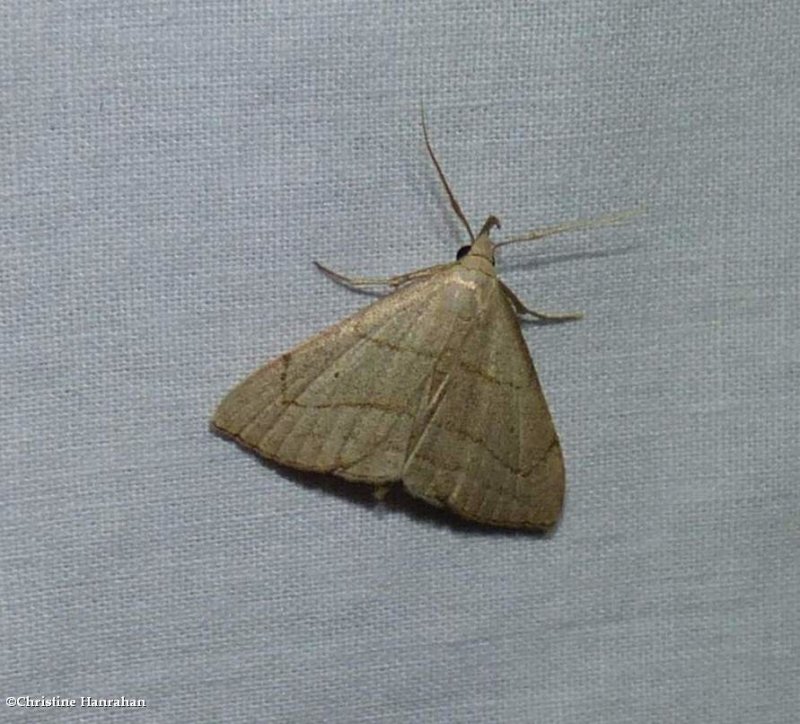 Brown lined owlet moth (Macrochilo litophora), #8358